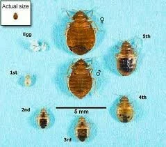 Bed Bug Elimination and Removal - CJB Pest & Mosquito Control - BEDBUG2