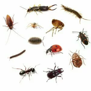 Insect Control Services Warren MI