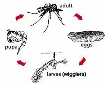 Mosquito Control Farmington Hills, MI | CJB Pest & Mosquito Control - lifecycle_thumb
