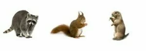 Farmington Hills Animal & Wildlife Removal | CJB Pest & Mosquito Control - wildlife_1
